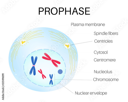 Prophase is the phase of the cell cycle photo