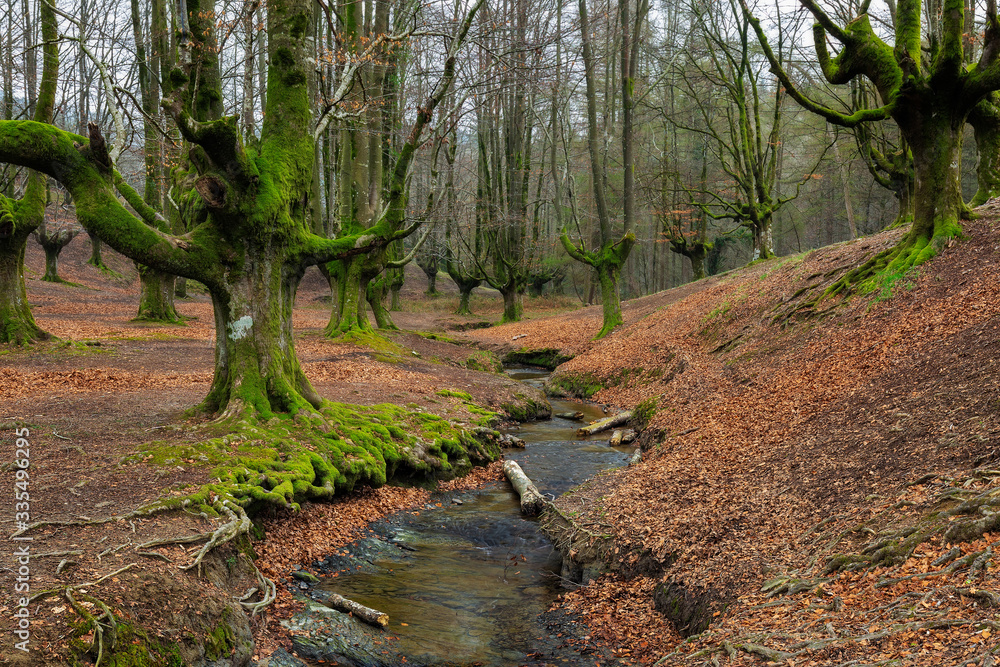 Otzarreta Beech Forest. Gorbea Natural Park. Bizkaia. Spain. Otzarreta Beech Forest. Gorbea Natural Park. Bizkaia. Spain.