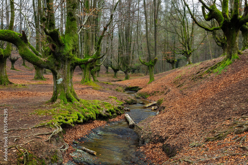 Otzarreta Beech Forest. Gorbea Natural Park. Bizkaia. Spain.