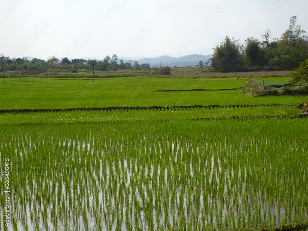 Fototapeta premium Reisfeld bei Xayaboury, Laos