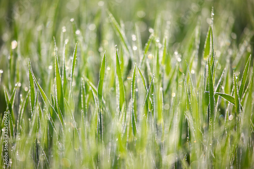 Bright green grass blades are gliscening in the morning sunshine looking they are covered with sparkling Diamonds with bokeh
