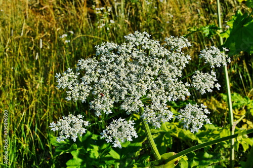 heracleum sosnovskyi.big leaves of a heracleum sosnovskyi close the earth photo