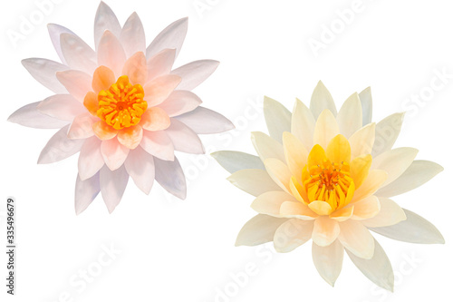 Beautiful Pink lotus flower bouquet isolated on the white background. Photo with clipping path.