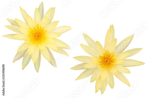 Nymphaea ST.Louis Gold lotus flower bouquet isolated on the white background. Photo with clipping path.