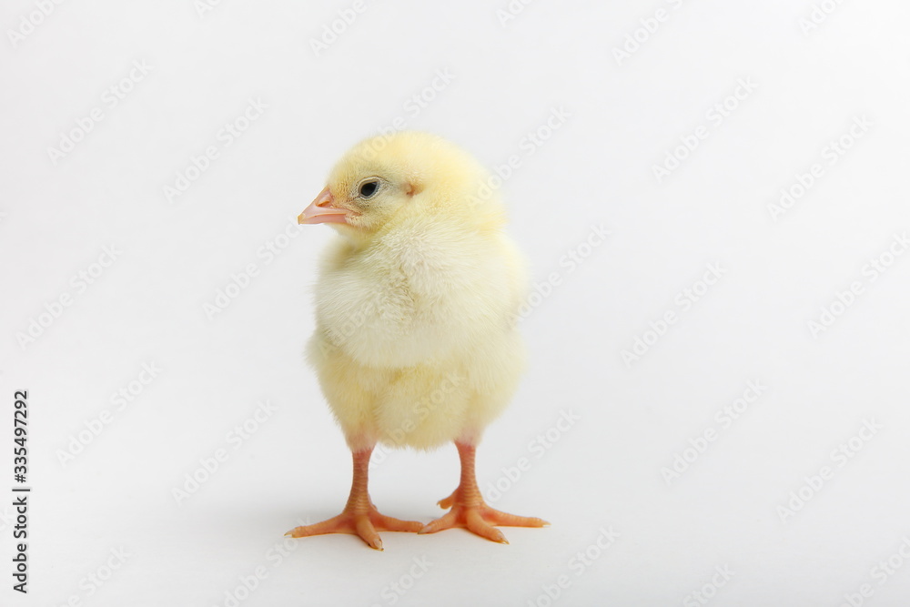 yellow chick on a white background close up with copy space