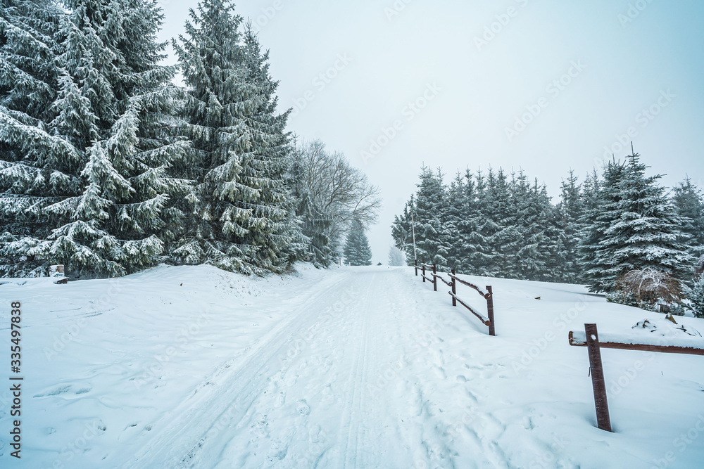 Obraz premium The winding road disappears behind the beautiful juniper trees in the foggy and frosty winter landscape, overcast weather.