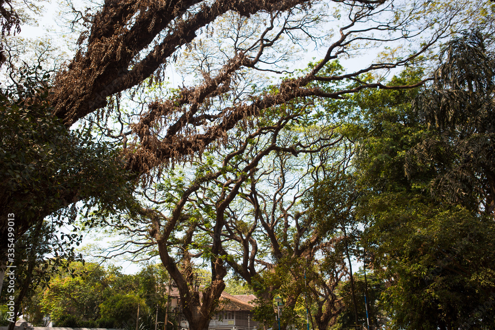 Fototapeta premium Spreading branches of the tall perennial Banyan trees in the Park of Kerala. Indian tropical Banyan