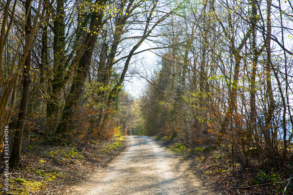 Naklejka premium Waldweg