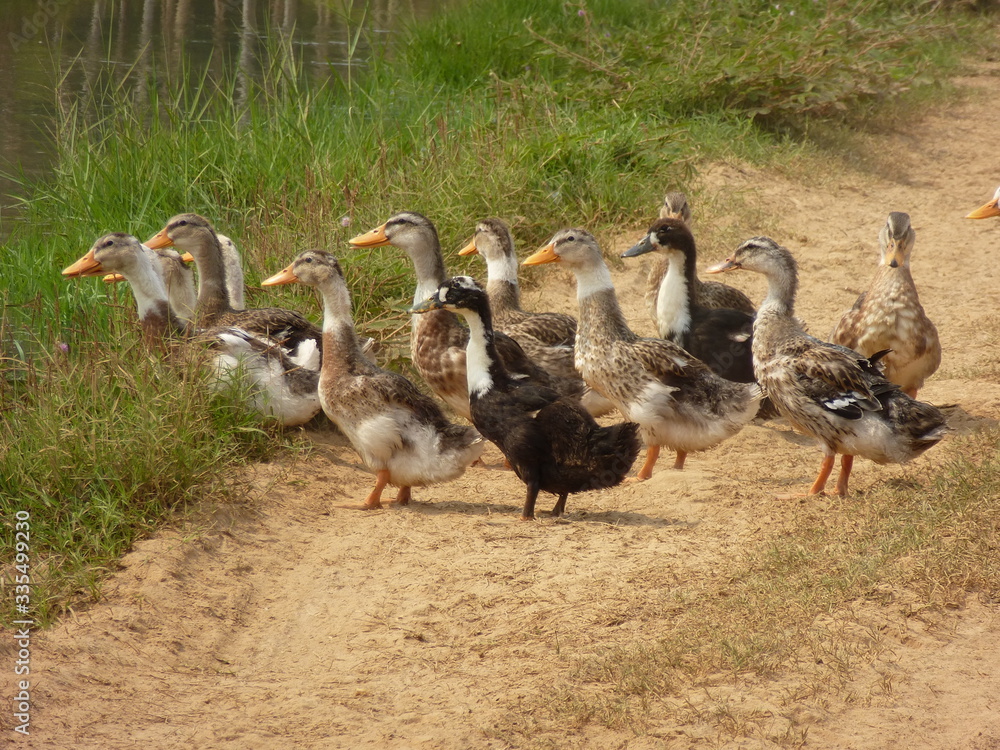 Gänsefamilie auf einem Weg bei Champasak, Laos Gänsefamilie auf einem Weg bei Champasak, Laos