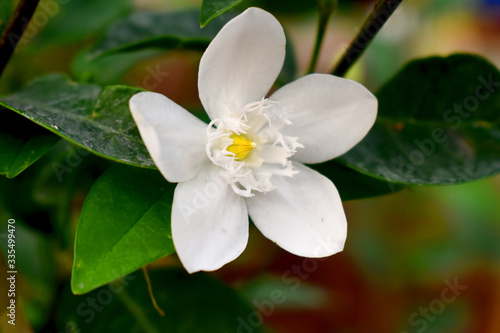 white flower in bloom with green leaves blurred background of Orange jasmine (Philadelphus)