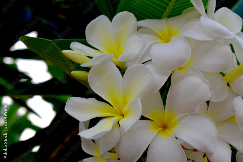White and yellow flower of  Plumeria  or Frangipani with green leave  blurred Background