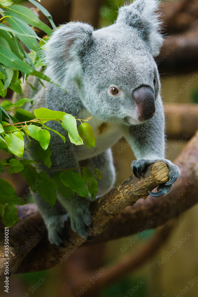 Naklejka premium Koala (Phascolarctos cinereus)