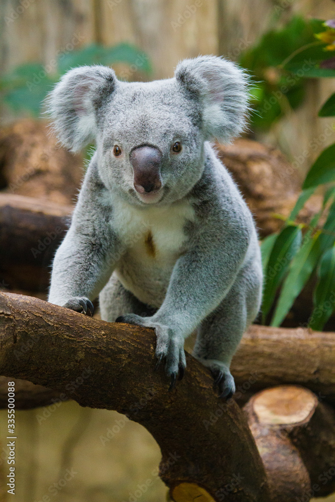 Naklejka premium Koala (Phascolarctos cinereus)