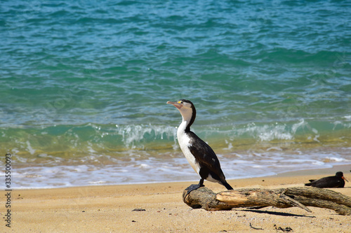 A New Zealand Pied Shag sitting on a branch on the beach. New Zealand, Abel Tasman National Park. photo