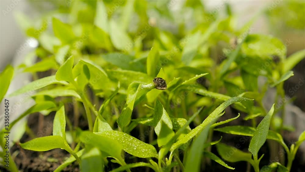 Drop watering of green seedlings. Bell pepper. Close-up Drop watering of green seedlings. Bell pepper. Close-up