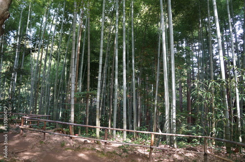 This is a picture of Chusonji Temple in Japan. This is a World Heritage Site. The Golden Hall in the temple is positioned as a national treasure. photo