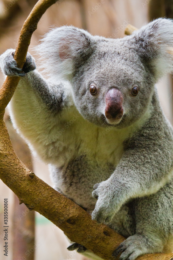 Naklejka premium Koala (Phascolarctos cinereus)
