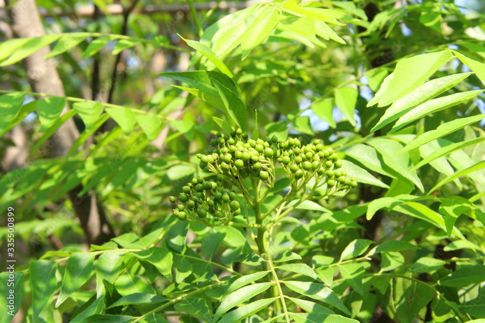 Branch of curry leaves's young green fruits and green leaves on branches background. Branch of curry leaves's young green fruits and green leaves on branches background.