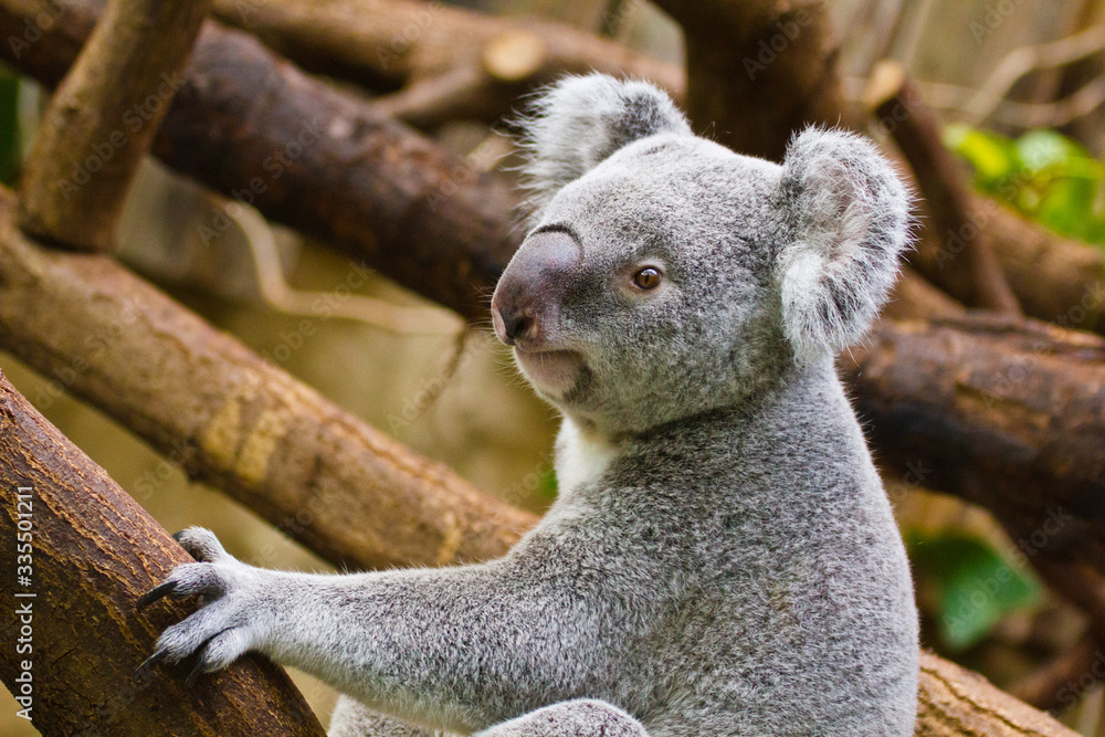 Fototapeta premium Koala (Phascolarctos cinereus)