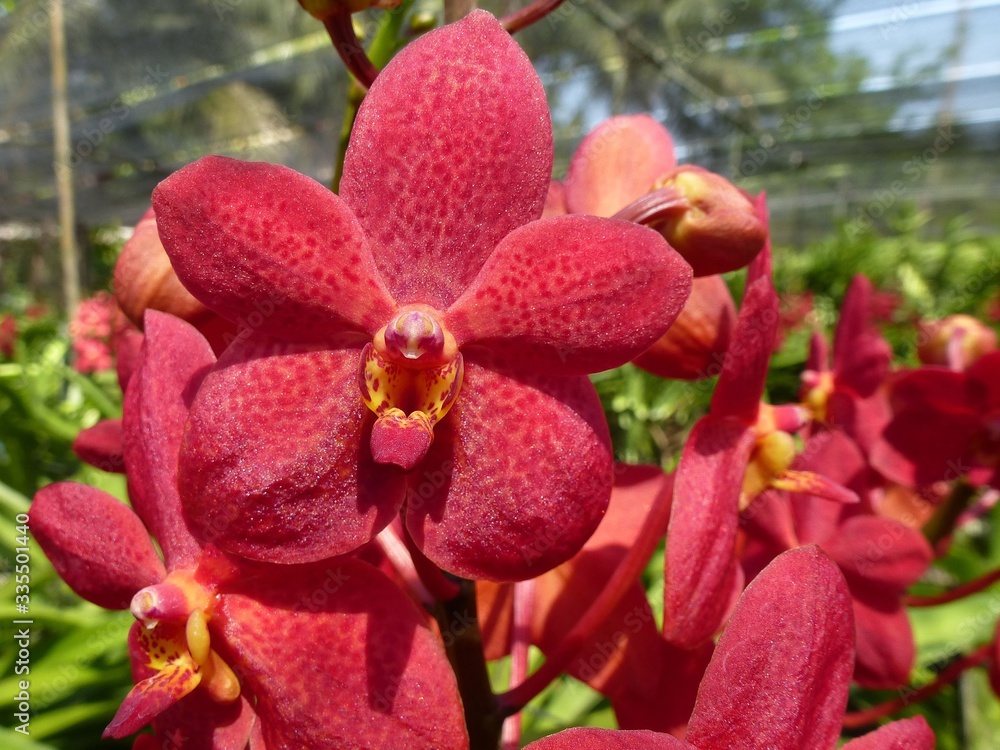 Orchidee Orchidee