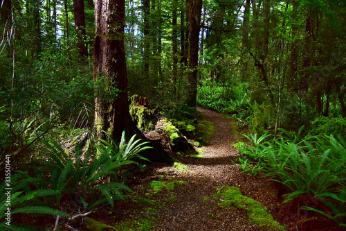 A path in a forest near Lake Rotoroa in the Nelson Lakes National Park, New Zealand, South Island.