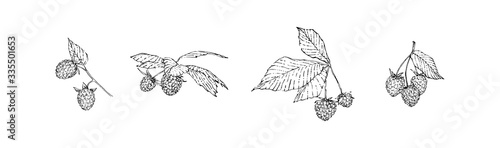 Hand drawn raspberry branches set with berries and leaves. Sketch style vector illustration. Black isolated botanical vector illustration on white background