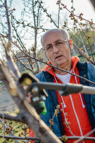 Adult man with shears in hand pruning tree branches in early spring. © nikolaborovic88