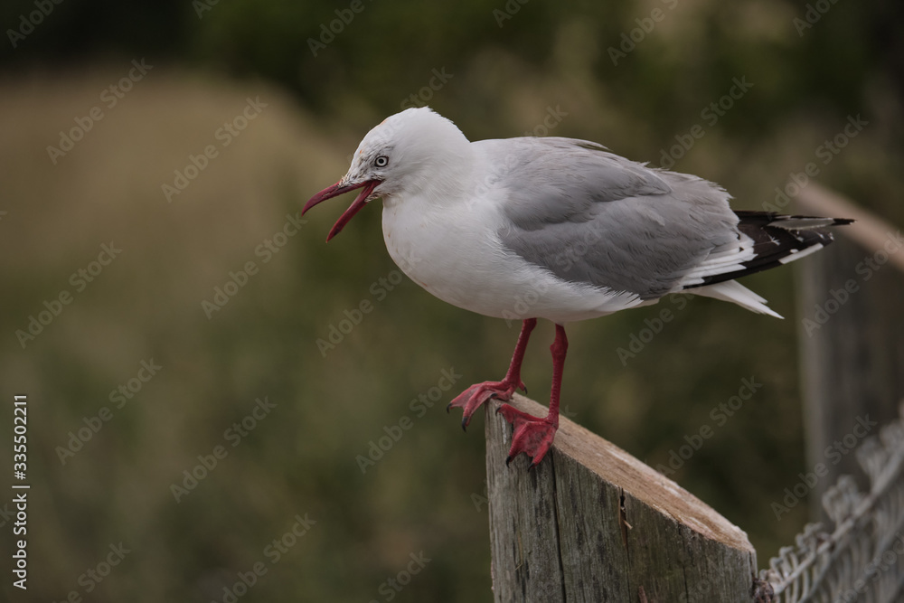 Fototapeta premium Royal Albatross Centre, Otago, Dunedin, New Zealand - January 10, 2019 : One of the many small seagulls on a fence near the Albatross Centre