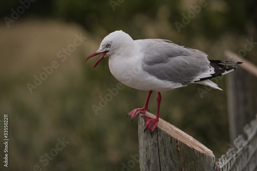 Royal Albatross Centre, Otago, Dunedin, New Zealand - January 10, 2019 : One of the many small seagulls on a fence near the Albatross Centre
