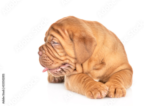 Bordeaux puppy lying and looking away. isolated on white background