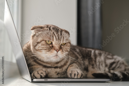 Fotografie Sad cat, bored and lacking in attention, lay down on the ultrabook keyboard and did not allow the owner to continue working