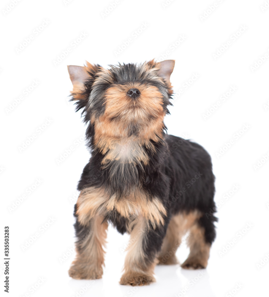 Yorkshire Terrier puppy stands in front view and looks up. Isolated on white background Yorkshire Terrier puppy stands in front view and looks up. Isolated on white background