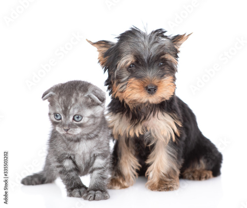 Yorkshire Terrier puppy and kitten stand together in front view and look at camera. Isolated on white background