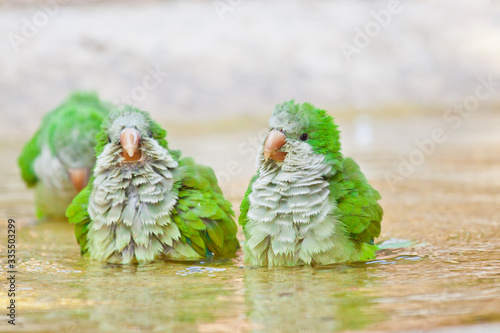 Freilebende Mönchssittiche (Myiopsitta monachus) in Italien, Bergamo
 photo