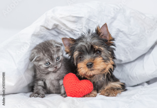 Kitten and toy terrier puppy lie together under warm blanket with red heart