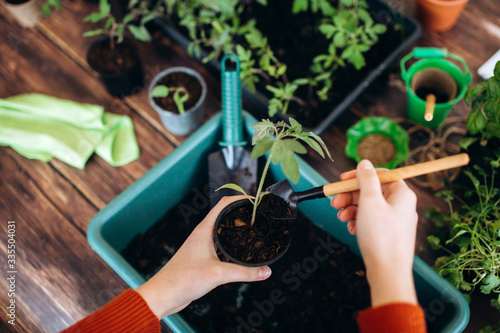 Concept planting seedlings indoor holding garden tools. Close up Hands of girls and little sprouts in pot with earth