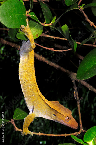 Crested gecko / Neukaledonischer Kronengecko (Correlophus ciliatus / Rhacodactylus ciliatus) - Île des Pins, New Caledonia / Neukaledonien  photo
