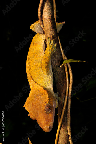 Crested gecko / Neukaledonischer Kronengecko (Correlophus ciliatus / Rhacodactylus ciliatus) - Île des Pins, New Caledonia / Neukaledonien  photo