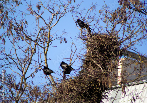 Large black birds grazis sitting near the nests. The tree is located next to the house photo