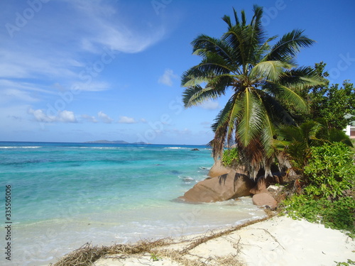 tropical beach with palm trees © AURELIO POLONI