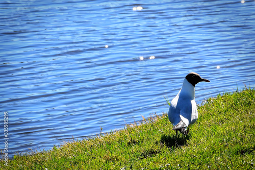 Seagull walking along the river