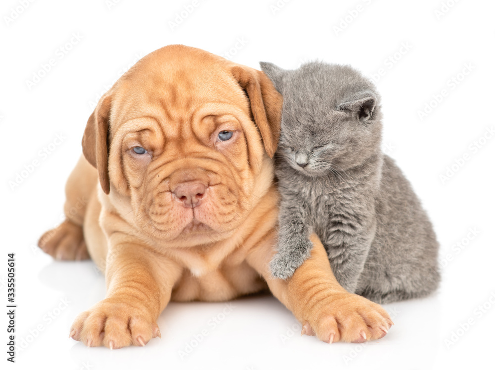 Sleepy baby kitten sits with mastiff puppy. isolated on white background