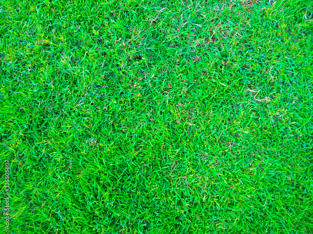 Green nature grass texture decoration background Green nature grass texture decoration background
