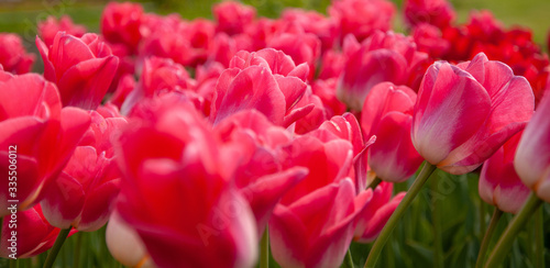 Large and beautiful tulips in the garden. © Aleksandr