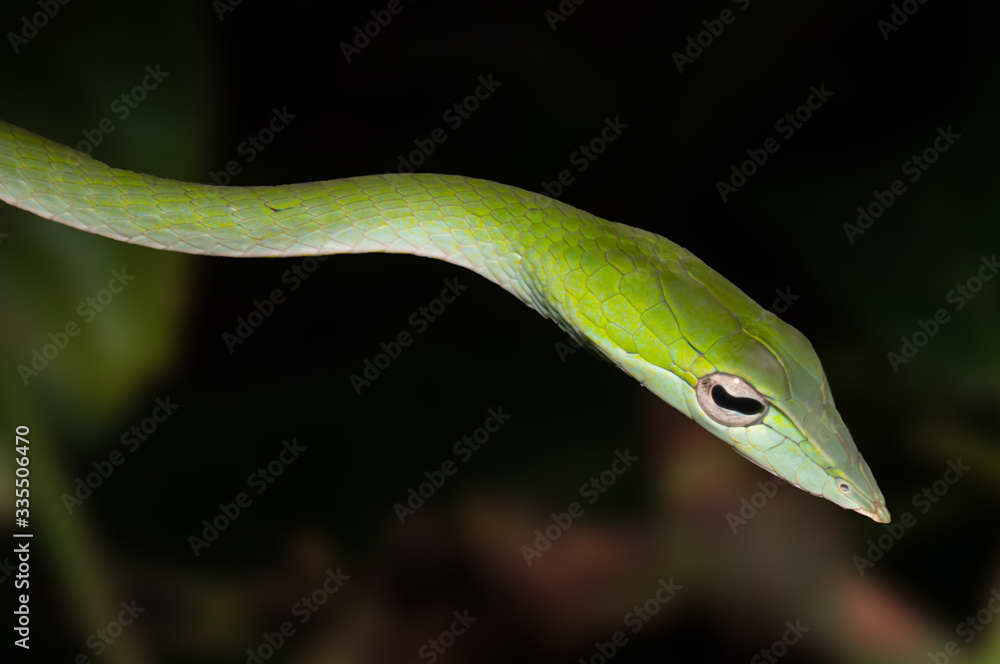 Green Vine Snake Macro Shot With Black Background Green Vine Snake Macro Shot With Black Background