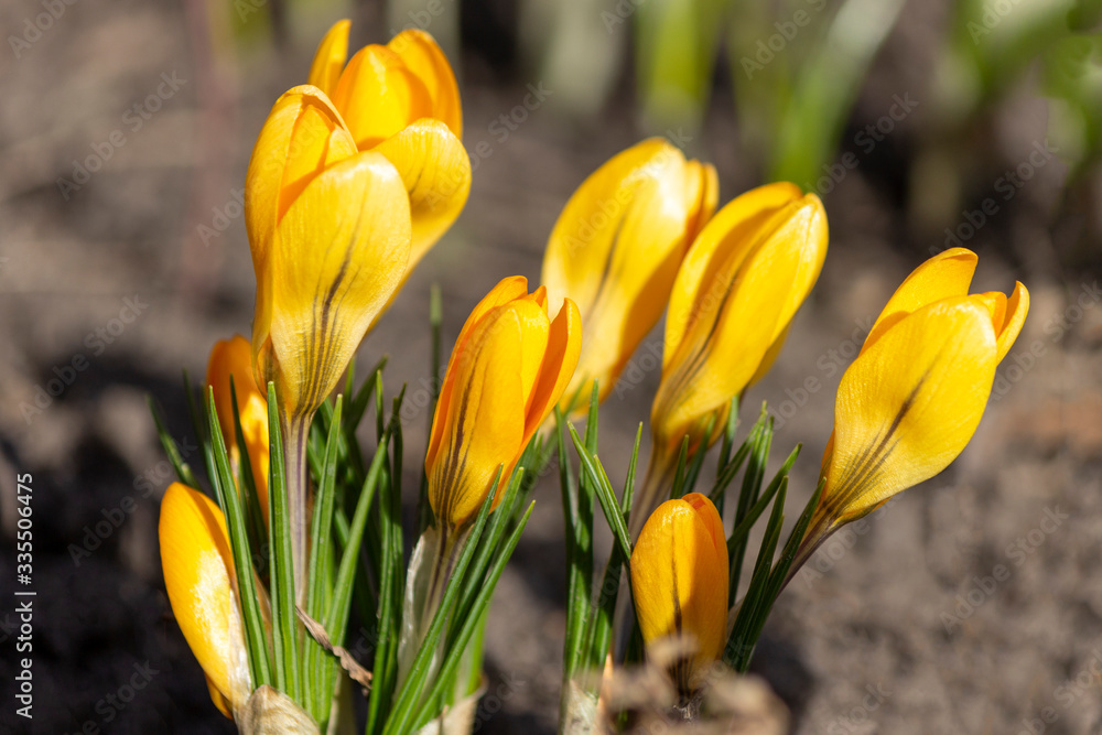 Obraz premium Fresh early yellow crocuses blooming in the garden. First spring flowers