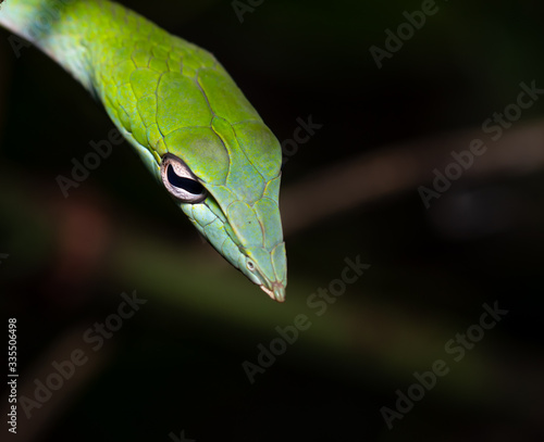Green Vine Snake Macro Shot With Black Background