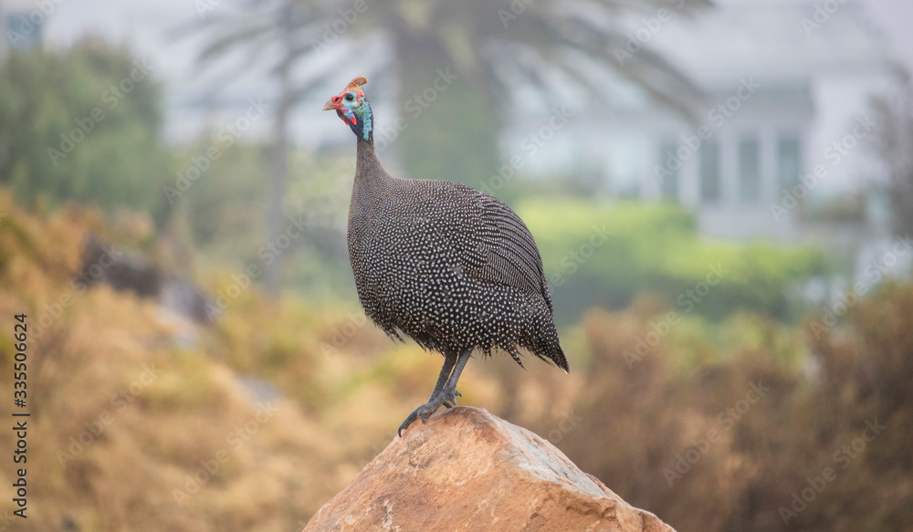Fototapeta premium Helmeted guineafowl standing on a rock in a field on a overcast day.