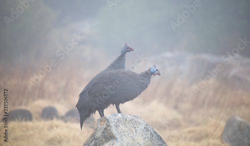 Bild auf Leinwand Two teenage helmeted guineafowl keet standing on a rock in a field on a overcast day