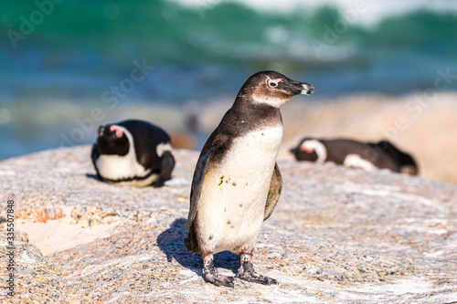 Humboldt-Pinguin (Spheniscus humboldti) in Südafrika